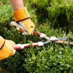 Best Eco-Friendly Garden Plants for Your Balcony