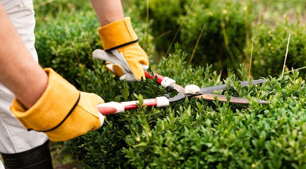 Best Eco-Friendly Garden Plants for Your Balcony blog_13