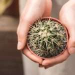 The Ultimate Guide to Creating a Small Balcony Garden