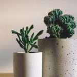 Houseplants