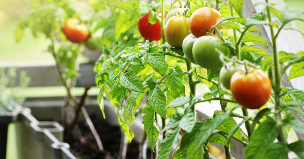 A balcony garden box is one of the best choices in gardening supplies.