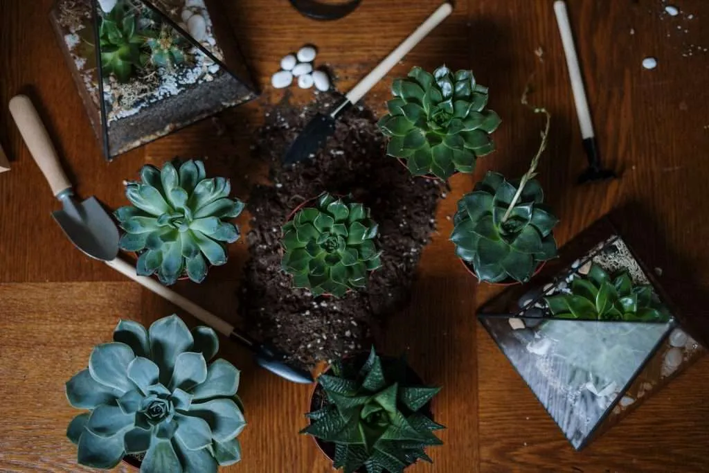 Choosing the right plants is important in creating your DIY Florarium.  