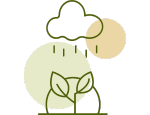 Plant & Rainfall Green