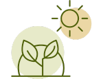 Plant Sunlight Green