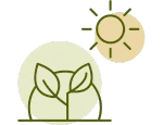 Plant Sunlight Green