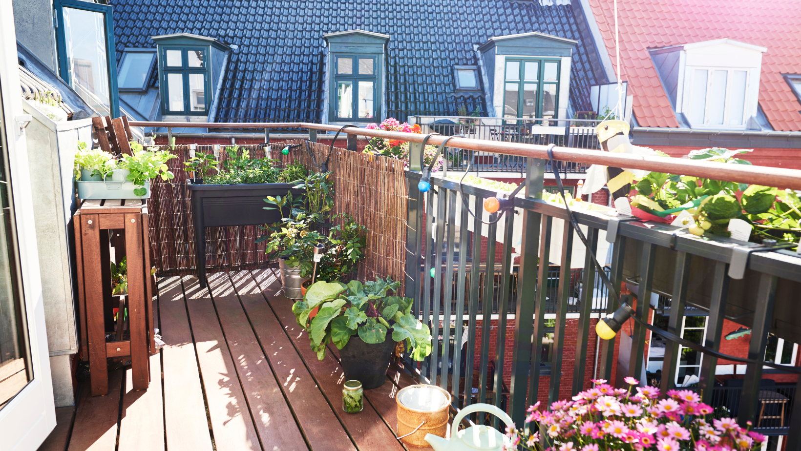Best Plants for Balcony Gardens