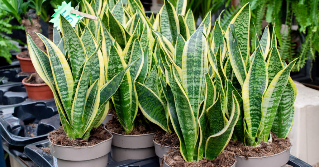 The Snake Plant (also known as Mother-in-Law's Tongue) is definitely one of the best plants for balconies. 