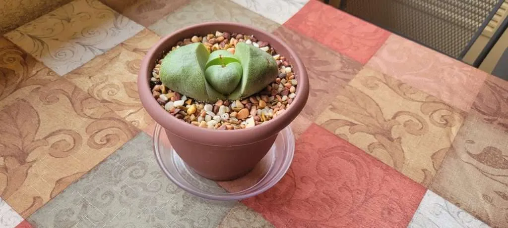 Split Rock Plant #1
