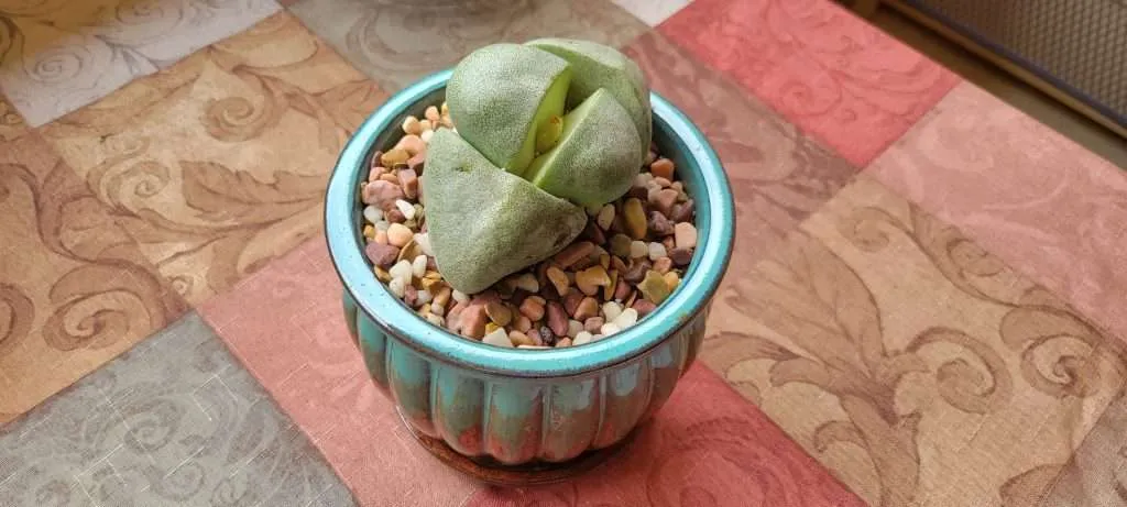 Split Rock Plant #2