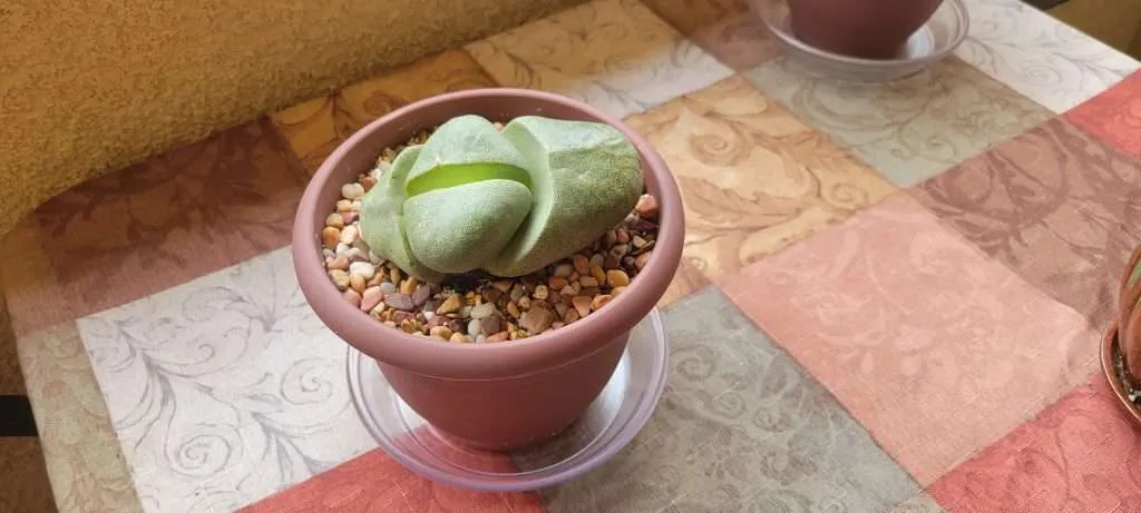 Split Rock Plant #3
