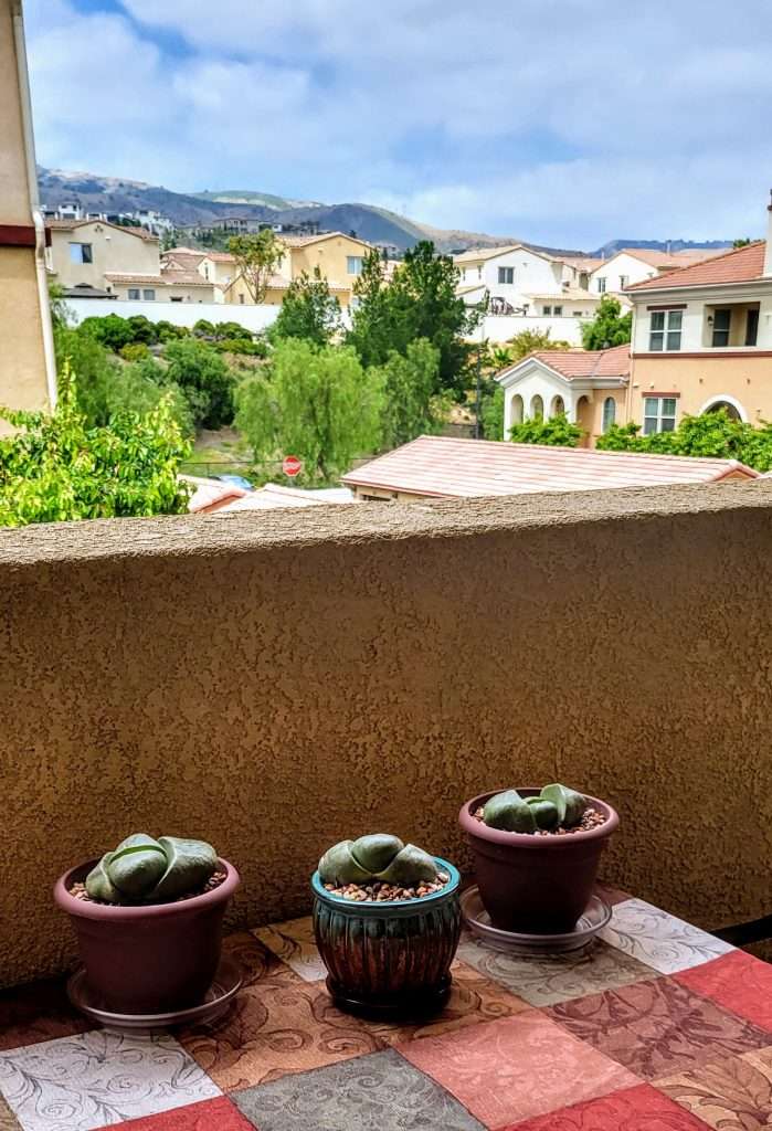 While splitting a Split Rock plant is a fun DIIY project, even more fun is giving them all a new home!