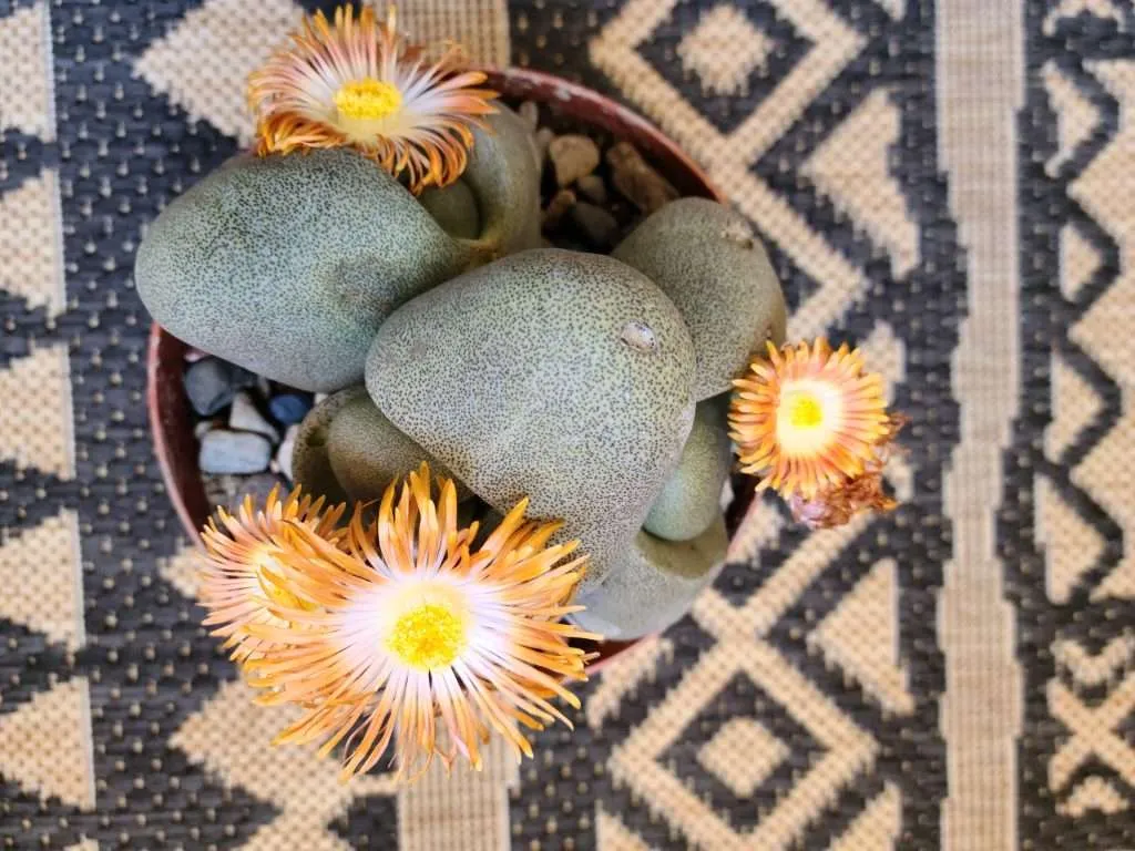 Know when it's time for splitting your Split Rock Plant.