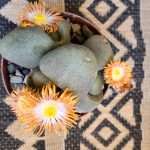 Split Rock Plant: The Unique and Easy-to-Care-For Succulent 🌵