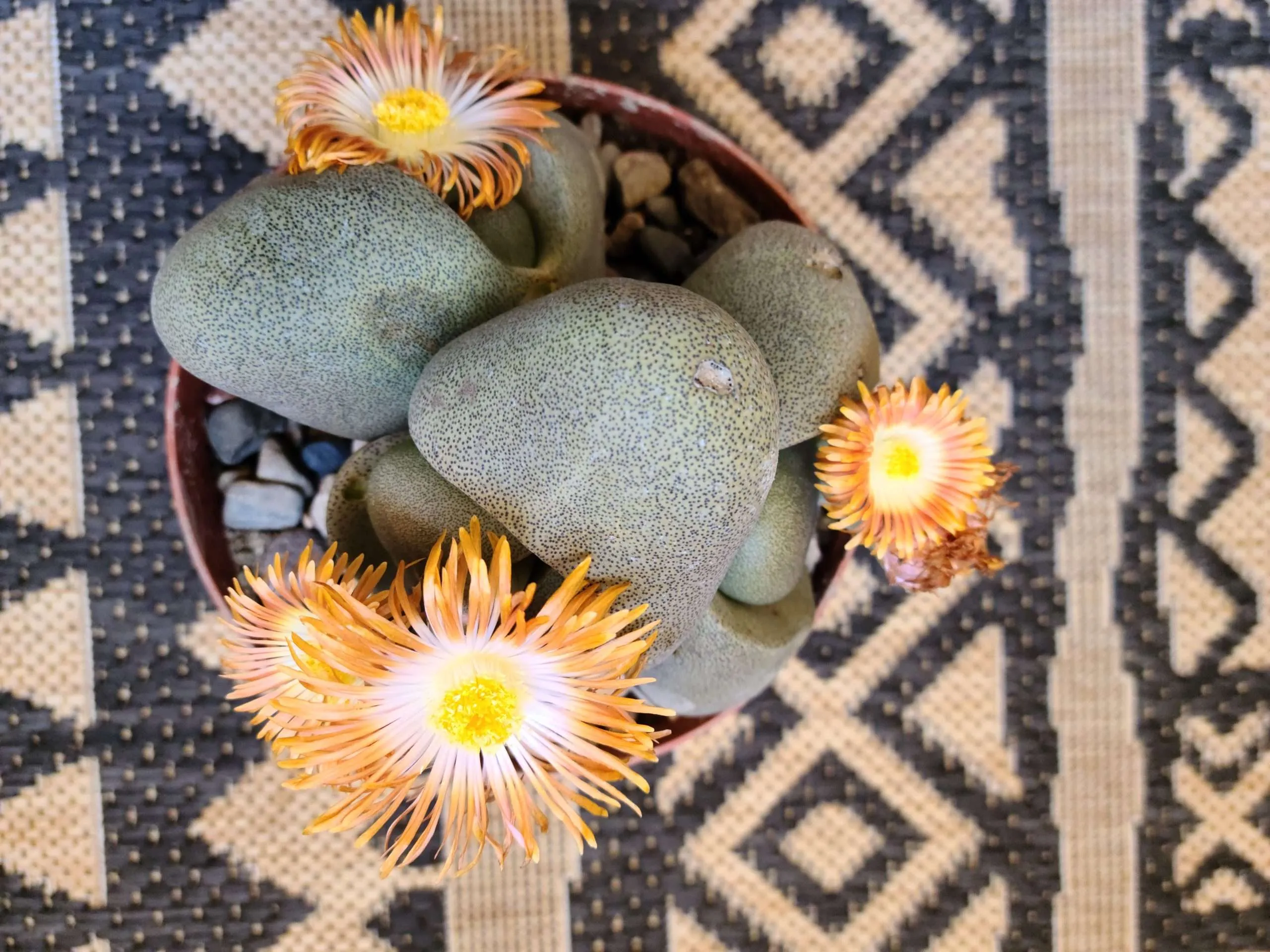 Split Rock Plant on Woven Carpet Background.