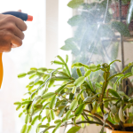 10 Creative Ways to Use Vinegar in Your Balcony Garden
