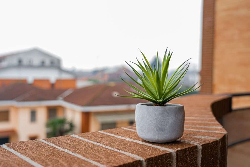 Consider the balcony's sun exposure when choosing water-saving balcony garden plants.