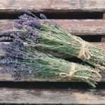 10 Best Water-Conserving Balcony Garden Plants