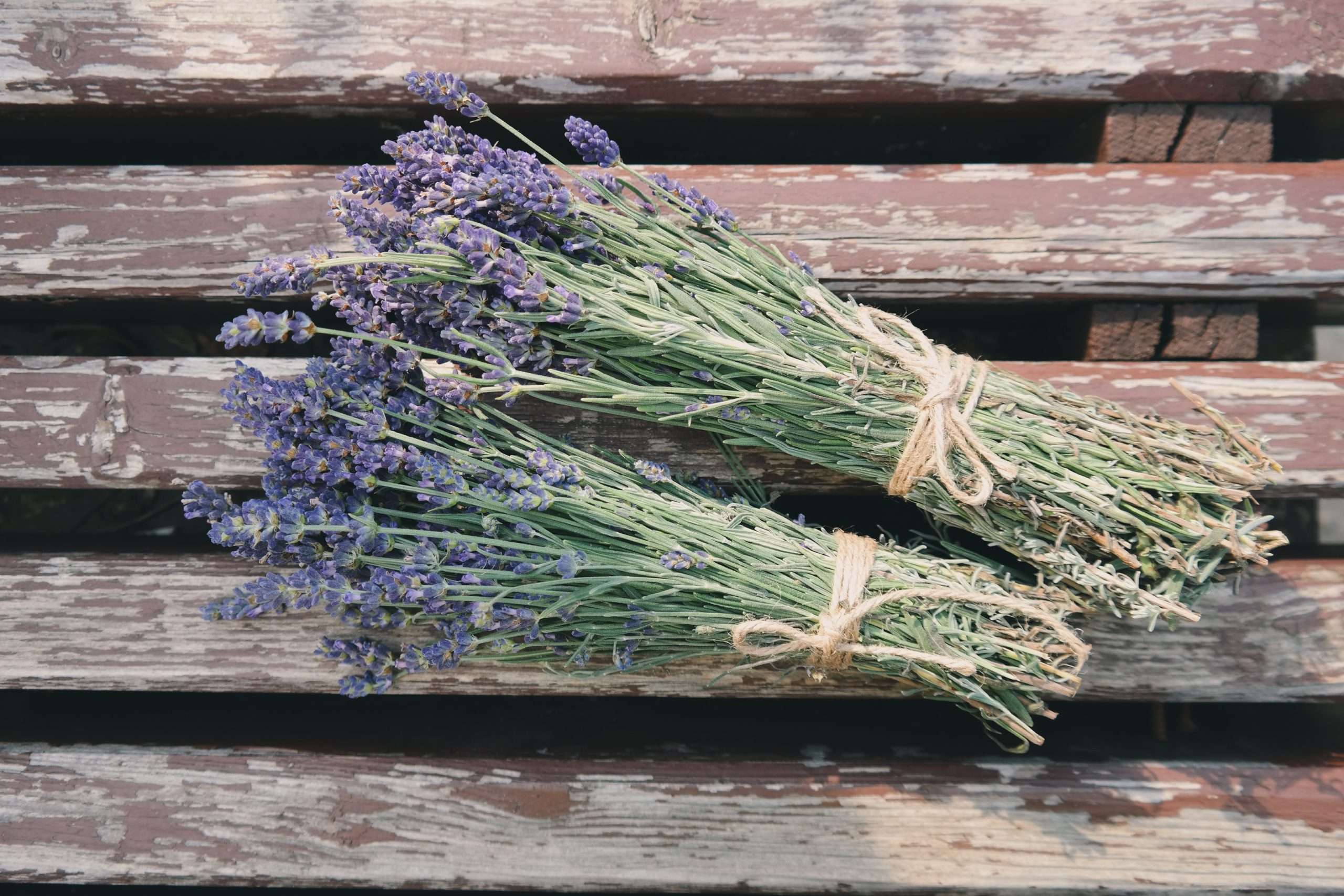 Lavender Plants for Water Conservation