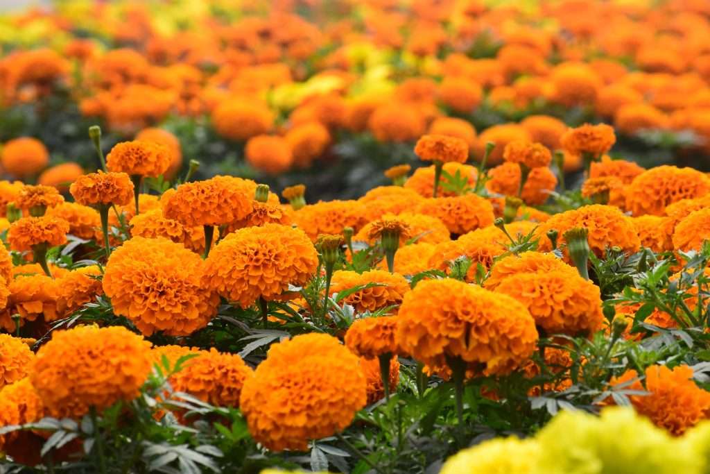 Marigolds are good for water conservation.