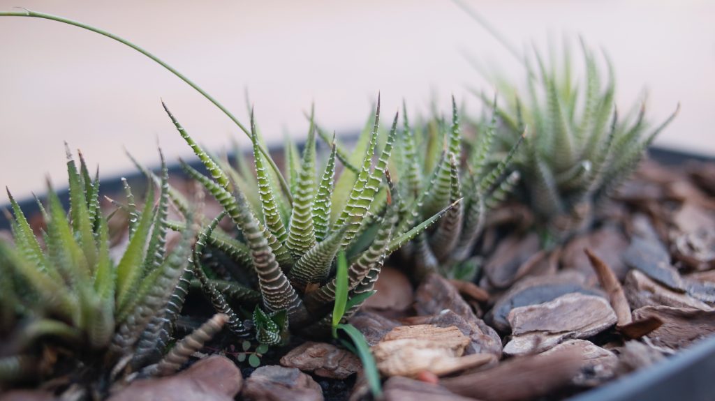Mulch around plants to protect against heat stress.