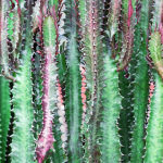 African Milk Tree is an Amazing Balcony Garden Plant: Growing and Caring for Your Succulent