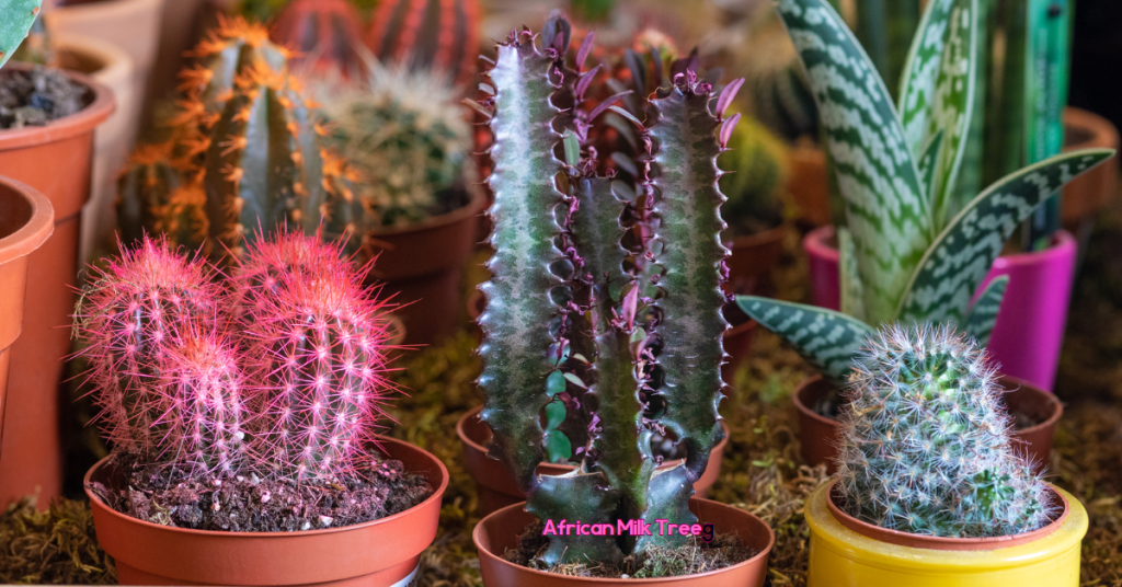 As you can see, the African Milk Tree makes an interesting addition to a succulent and cactus balcony garden.