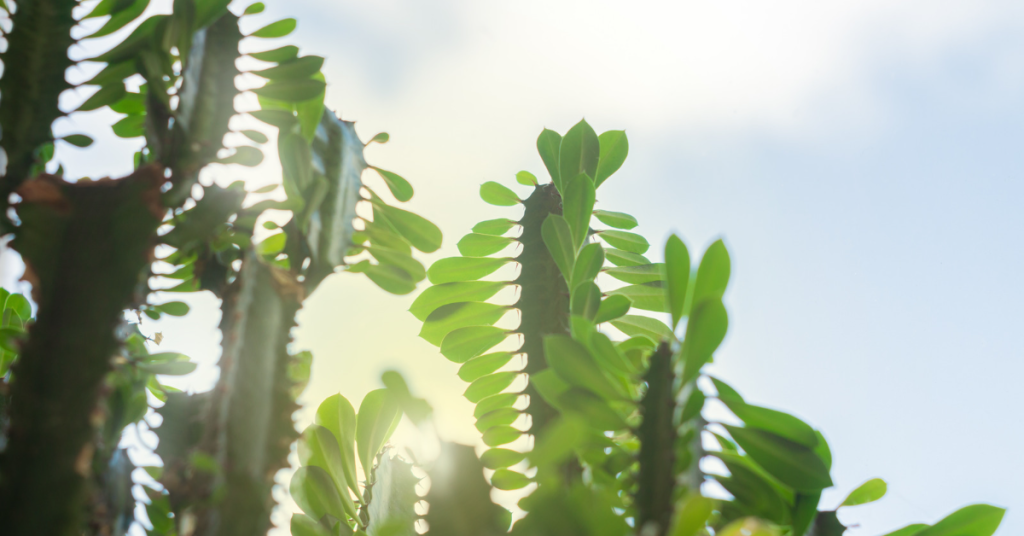 The African Milk Tree needs a lot of bright, indirect sunlight.