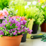 The Art of Balcony Garden Design: Mastering Color Palette