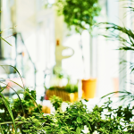 Your Balcony Garden: Mastering Natural Light for Stunning Plant Imagery