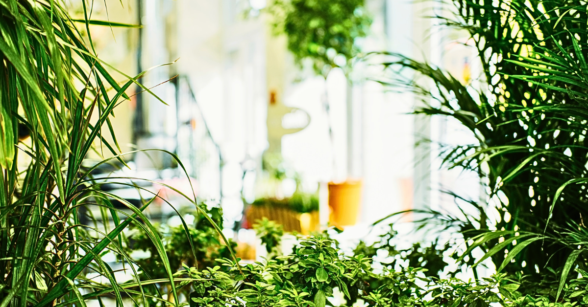 One of the most important features of all in your balcony garden is the natural light that is ever-changing throughout the day.