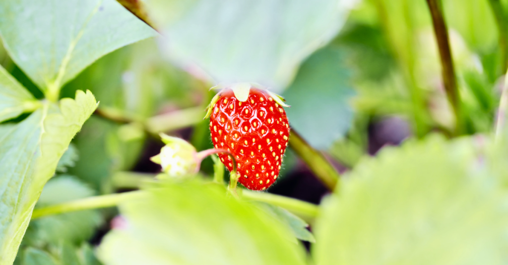 There are several advantages to balcony garden strawberries.  They are fresh and organic, they save you money, and they're beautiful!