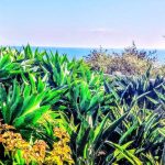 Santa Monica Flowers and Plants:  A Floral Tour of Paradise