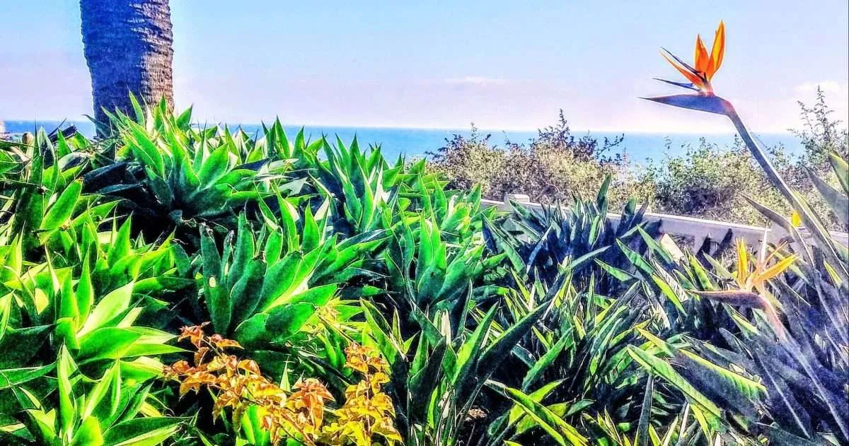 Santa Monica flowers and plants include Bird of Paradise and Foxtail Agave.