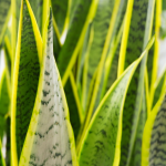 Growing Mother-in-law's Tongue:  Add Texture to Your Balcony Garden