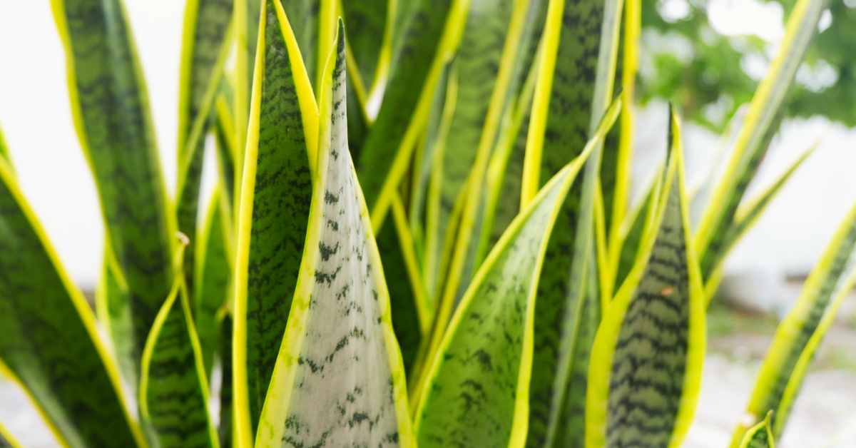 Mother-in-law's tongue is a wonderful balcony garden plant.