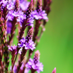 Balcony Garden Verbena: Tips for Growing and Caring for this Beautiful Plant