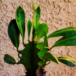 From Yard to Balcony: The Story of Our Hardy African Milk Tree Plant