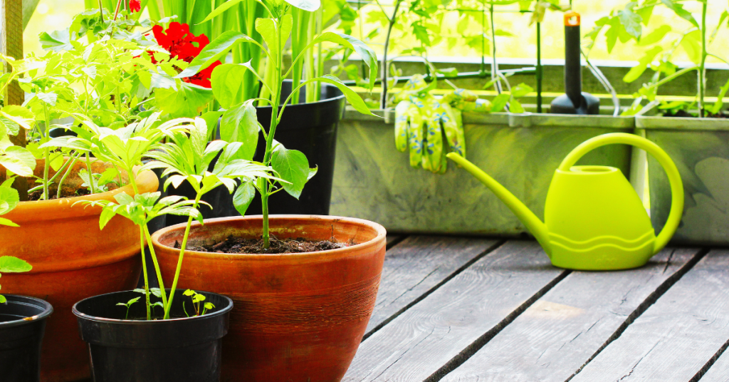 Balcony gardening for beginners starts with knowing about watering techniques and proper containers to use.