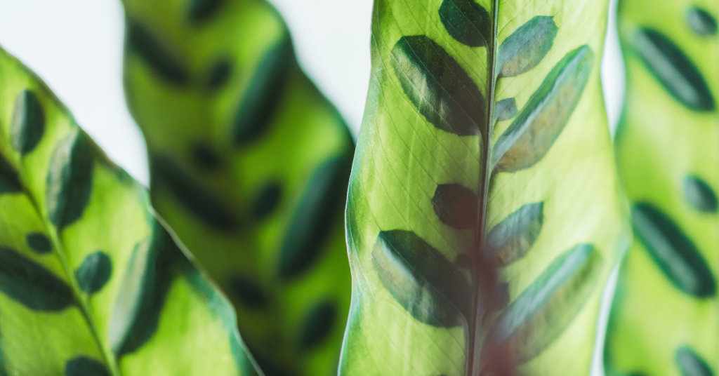 There are so many benefits of having a rattlesnake plant in a balcony garden.