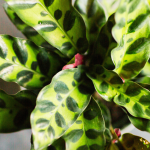 Growing a Thriving Balcony Garden with Rattlesnake Plants