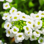 Sweet Alyssum: The Perfect Addition to Your Balcony Garden