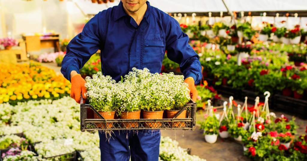 Choose a good garden center for your balcony garden sweet alyssum.