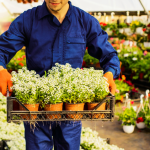 Choose a good garden center for your balcony garden sweet alyssum.