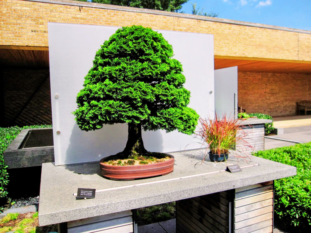 Bonsai Collection at the Chicago Botanic Garden