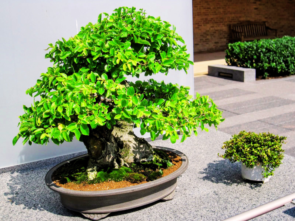 Bonsai Gallery at the Chicago Botanic Garden.