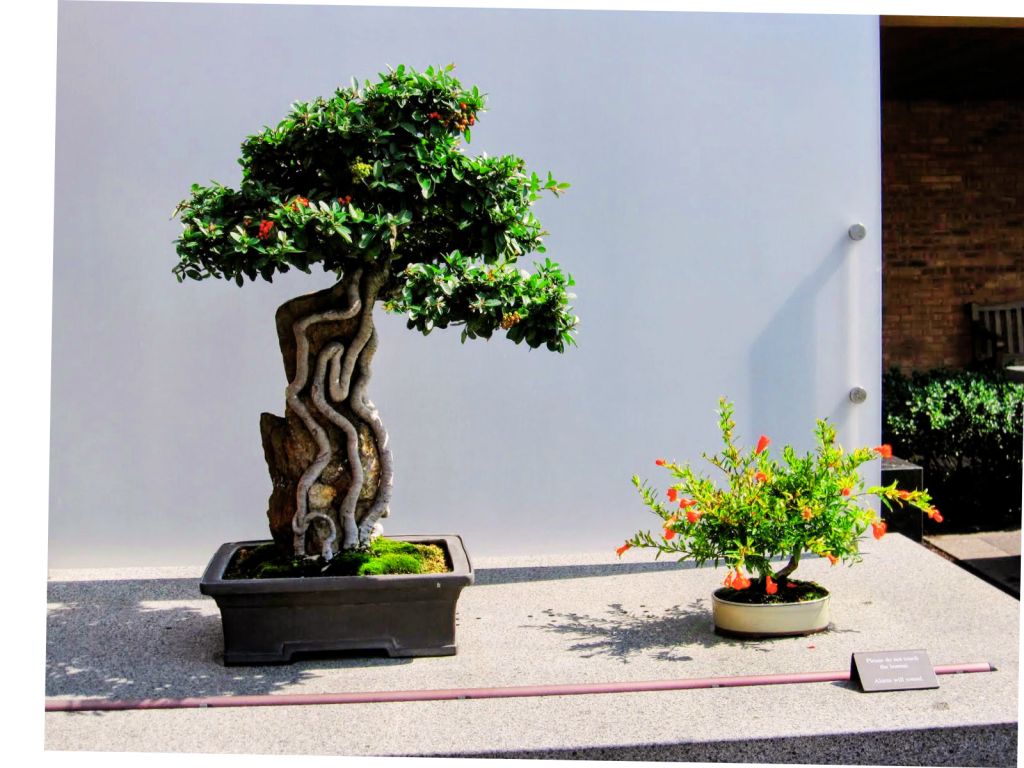 Bonsai Gallery at the Chicago Botanic Garden.