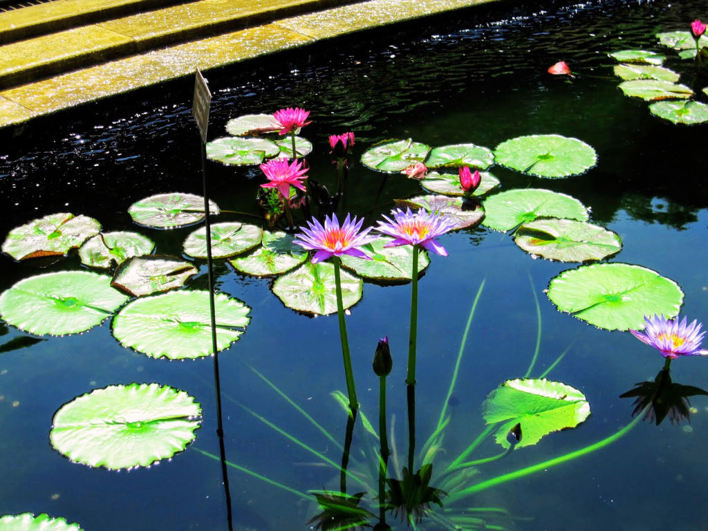 Water Garden at the Chicago Botanic Garden. located in the Chicago area.