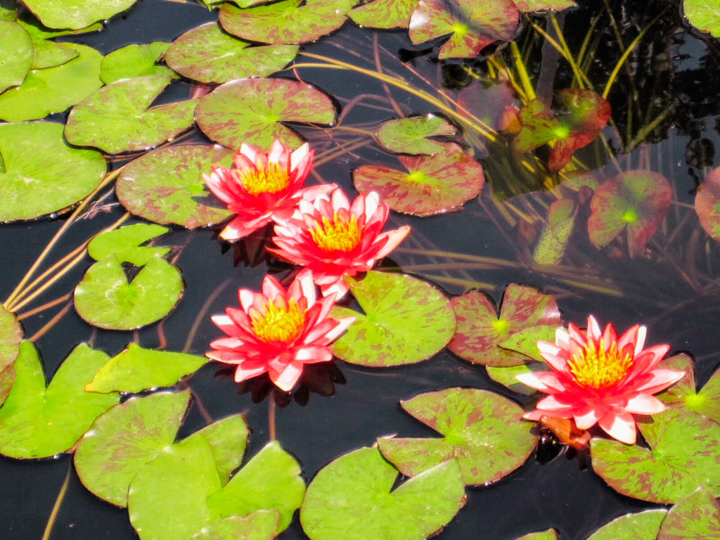 Chicago Botanic Garden Water Garden