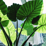 Elephant Ear Plants: How to Grow Lush Leaves That Will Make Your Garden Roar ððŋ