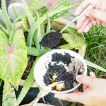 DIY Fertilizers: How to Make Your Own Nutrient-Rich Soil Additives